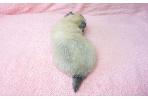 成約済の奈良県のミックス犬-10161の2枚目