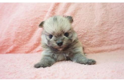 成約済の奈良県のミックス犬-10161の3枚目