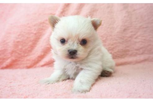 成約済の奈良県のミックス犬-10162の1枚目