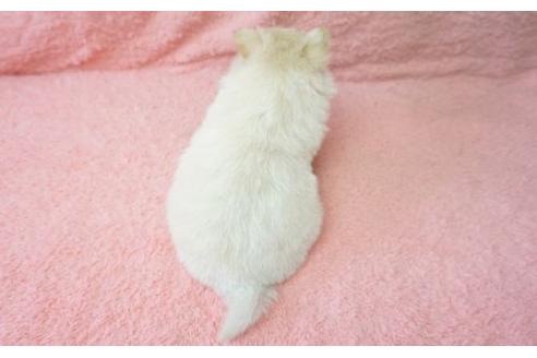 成約済の奈良県のミックス犬-10162の2枚目