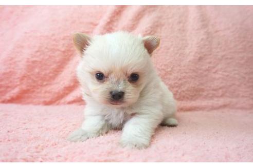 成約済の奈良県のミックス犬-10162の3枚目