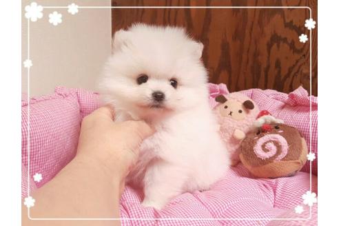 成約済の秋田県のポメラニアン-10180の2枚目
