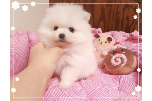 成約済の秋田県のポメラニアン-10180の1枚目
