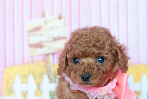 成約済の愛知県のトイプードル-10186の2枚目