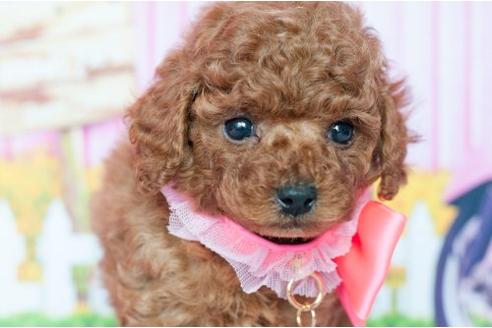 成約済の愛知県のトイプードル-10186の3枚目