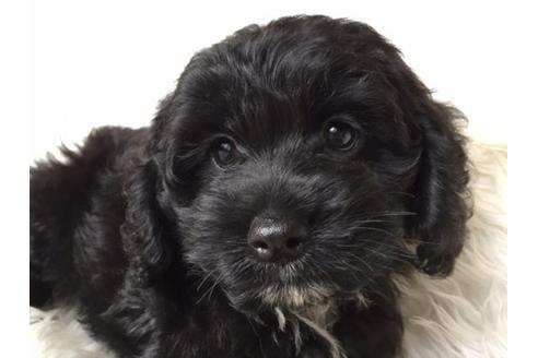 成約済の茨城県のミックス犬-10188の3枚目