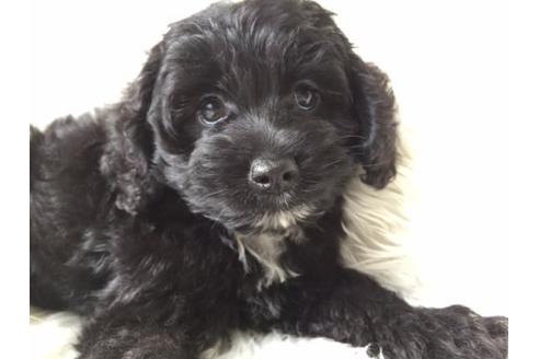 成約済の茨城県のミックス犬-10188の1枚目
