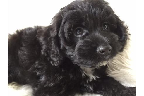 成約済の茨城県のミックス犬-10188の2枚目