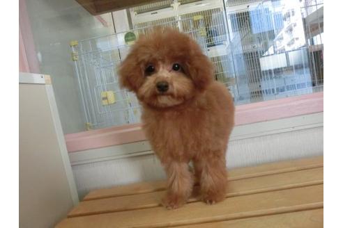 成約済の福岡県のトイプードル-10191の1枚目