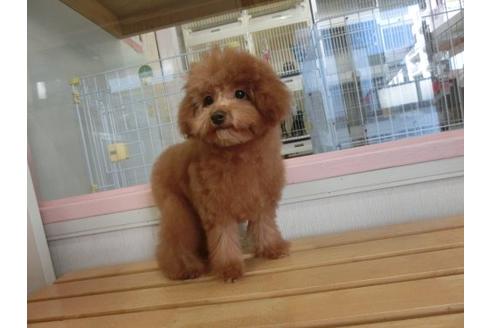 成約済の福岡県のトイプードル-10191の2枚目