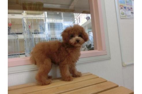 成約済の福岡県のトイプードル-10191の3枚目