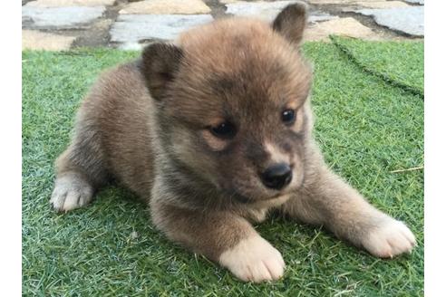 成約済の長崎県の柴犬-9870の1枚目