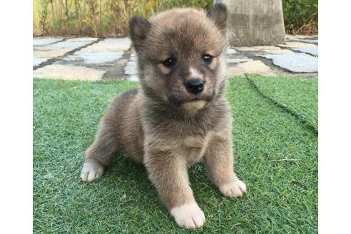 成約済の長崎県の柴犬-9870の2枚目
