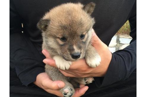 成約済の長崎県の柴犬-9870の3枚目