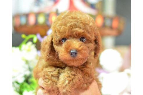 成約済の埼玉県のトイプードル-10199の1枚目