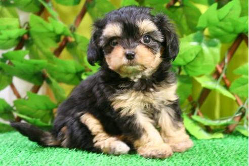 成約済の京都府のチワプー:チワワ×トイプードル-10202の3枚目