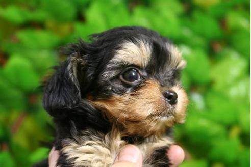 成約済の京都府のチワプー:チワワ×トイプードル-10202の1枚目