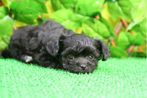 成約済の京都府のチワプー:チワワ×トイプードル-10203の5枚目