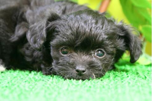 成約済の京都府のチワプー:チワワ×トイプードル-10203の4枚目