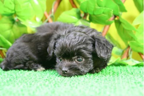 成約済の京都府のチワプー:チワワ×トイプードル-10203の3枚目