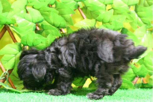 成約済の京都府のチワプー:チワワ×トイプードル-10203の2枚目