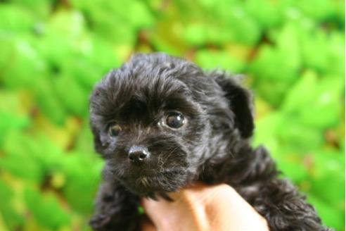 成約済の京都府のチワプー:チワワ×トイプードル-10203の1枚目