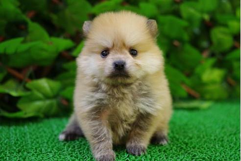 成約済の京都府のポメラニアン-10207の5枚目