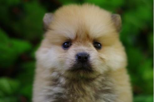 成約済の京都府のポメラニアン-10207の4枚目