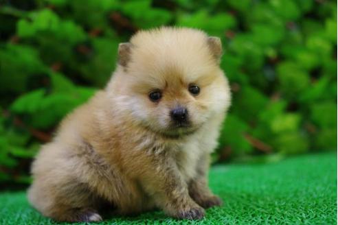 成約済の京都府のポメラニアン-10207の3枚目