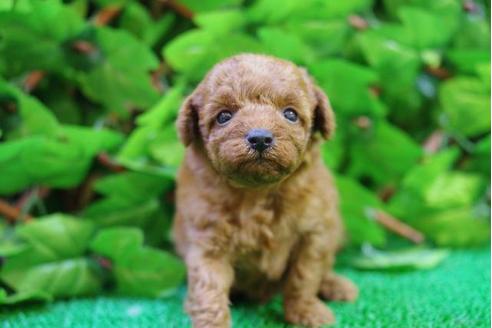 成約済の京都府のトイプードル-10208の4枚目