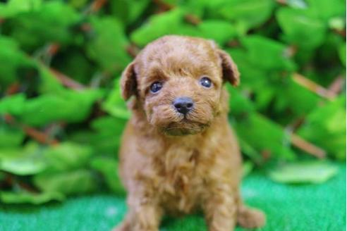 成約済の京都府のトイプードル-10208の1枚目