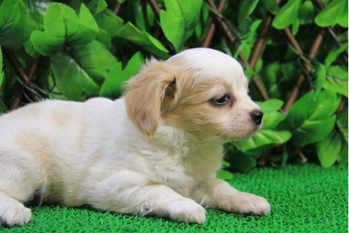 成約済の京都府のその他の犬種-10209の2枚目