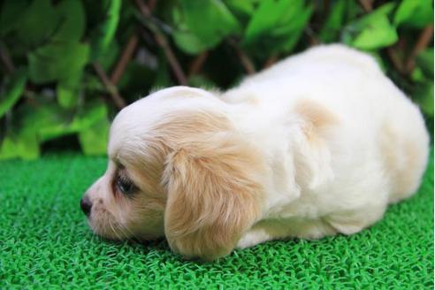 成約済の京都府のその他の犬種-10209の1枚目