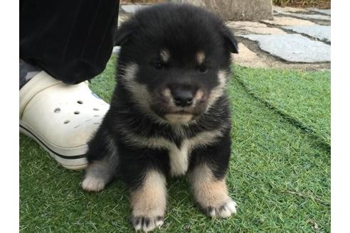 成約済の長崎県の柴犬-9812の1枚目
