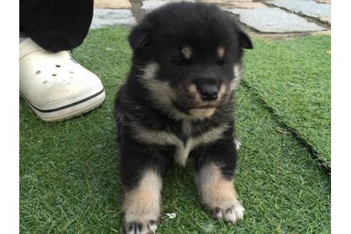 成約済の長崎県の柴犬-9812の2枚目