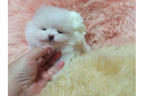 成約済の愛知県のポメラニアン-10227の2枚目