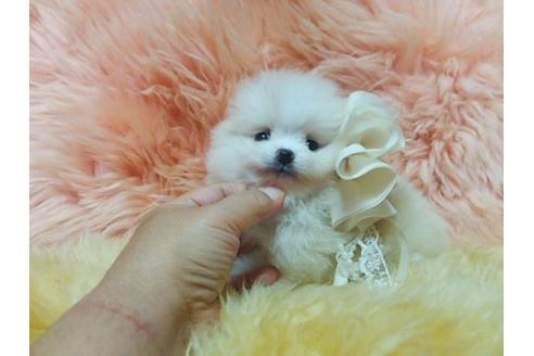 成約済の愛知県のポメラニアン-10228の1枚目