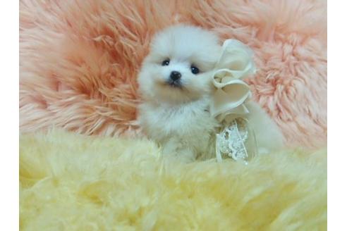 成約済の愛知県のポメラニアン-10228の3枚目