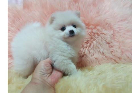 成約済の愛知県のポメラニアン-10229の1枚目