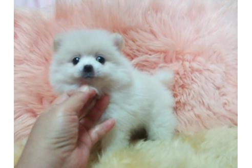 成約済の愛知県のポメラニアン-10229の3枚目