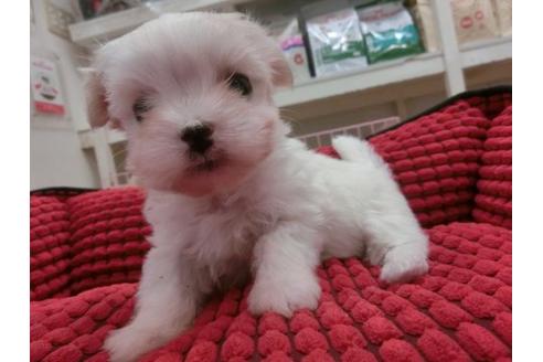 成約済の福岡県のマルチーズ-10237の1枚目