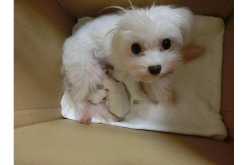 成約済の福岡県のマルチーズ-10237の2枚目