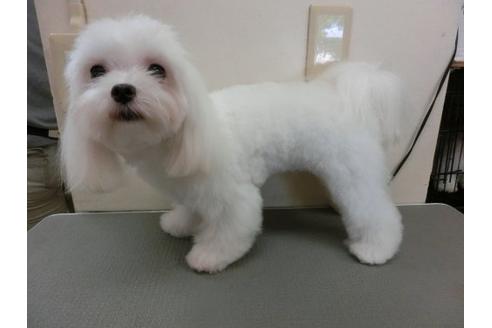 成約済の福岡県のマルチーズ-10237の3枚目