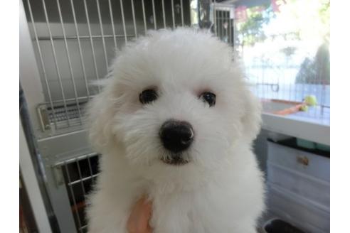 成約済の福岡県のビションフリーゼ-10238の2枚目