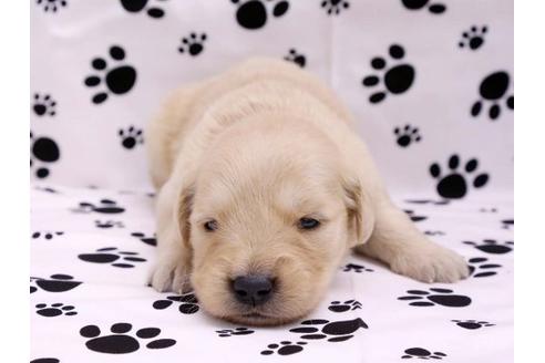 成約済の栃木県のゴールデンレトリーバー-10244の2枚目