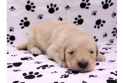 成約済の栃木県のゴールデンレトリーバー-10244の3枚目