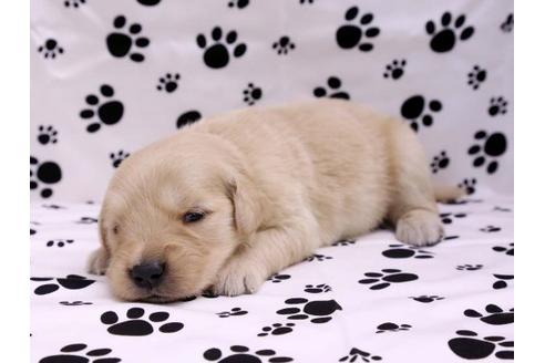 成約済の栃木県のゴールデンレトリーバー-10244の1枚目