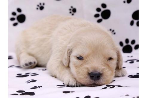 成約済の栃木県のゴールデンレトリーバー-10245の1枚目