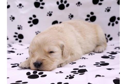 成約済の栃木県のゴールデンレトリーバー-10245の2枚目