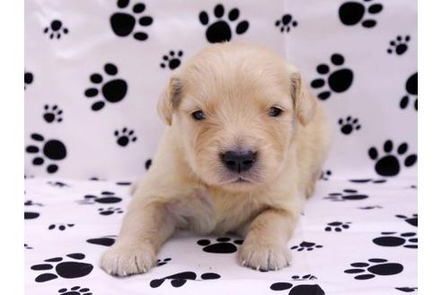 成約済の栃木県のゴールデンレトリーバー-10246の1枚目